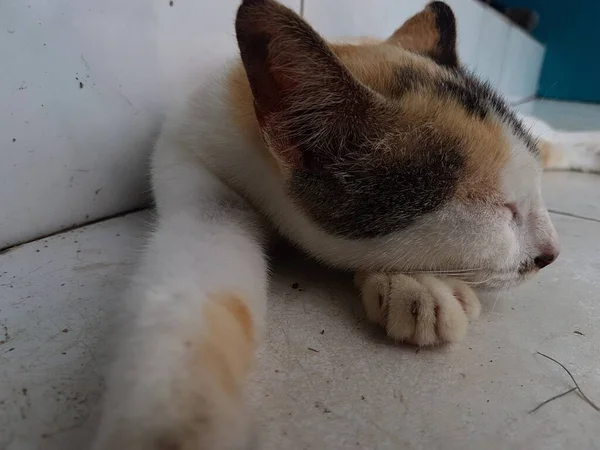 Front View Cute Beautiful Orange Cat Sleeping Her Dreams Floor — Foto Stock