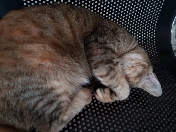 Front View Cute Beautiful Orange Cat Sleeping Her Dreams Floor — Φωτογραφία Αρχείου