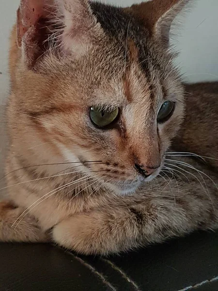 Front View Cute Beautiful Orange Cat Sleeping Her Dreams Floor — Fotografia de Stock