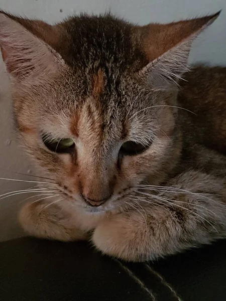 Front View Cute Beautiful Orange Cat Sleeping Her Dreams Floor — Fotografia de Stock