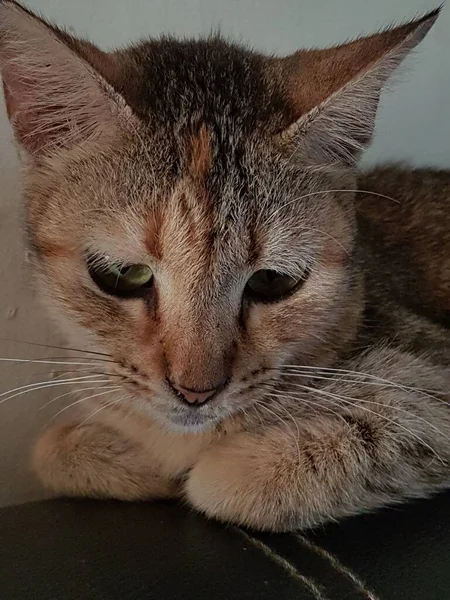 Front View Cute Beautiful Orange Cat Sleeping Her Dreams Floor — Zdjęcie stockowe