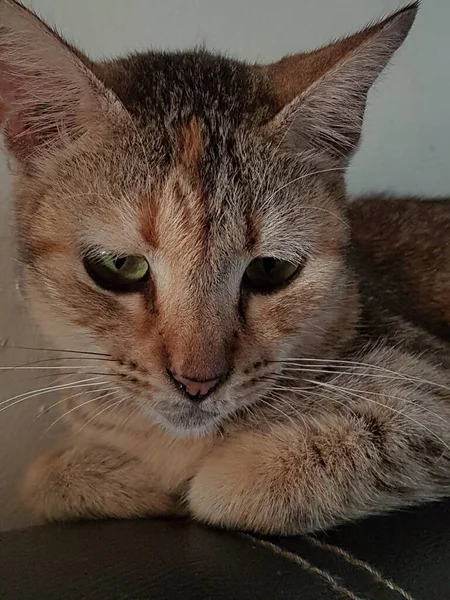 Front View Cute Beautiful Orange Cat Sleeping Her Dreams Floor — Foto de Stock