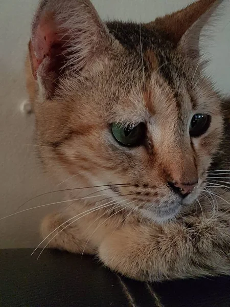 Front View Cute Beautiful Orange Cat Sleeping Her Dreams Floor — Fotografia de Stock