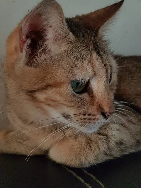 Front View Cute Beautiful Orange Cat Sleeping Her Dreams Floor — 图库照片