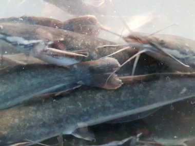 Catfish at the bottom of the river. Catfish portrait. Catfish Swimming on the river. 