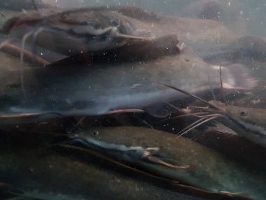 Catfish at the bottom of the river. Catfish portrait. Catfish Swimming on the river. 