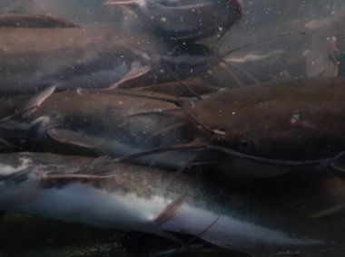 Catfish at the bottom of the river. Catfish portrait. Catfish Swimming on the river. 