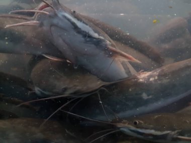 Catfish at the bottom of the river. Catfish portrait. Catfish Swimming on the river. 
