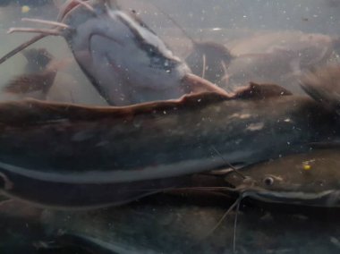 Catfish at the bottom of the river. Catfish portrait. Catfish Swimming on the river. 