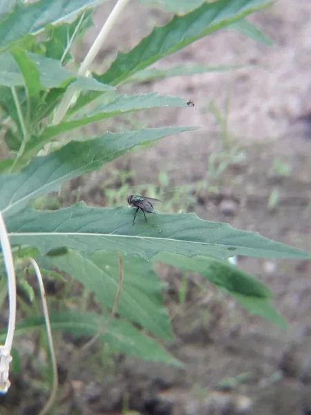 Black Insect Perched Green Leaf — Zdjęcie stockowe