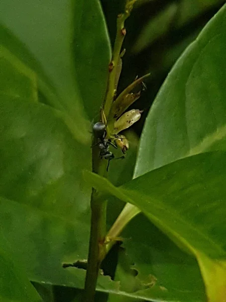 Black Insect Perched Green Leaf — 스톡 사진