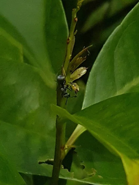 Black Insect Perched Green Leaf — Foto Stock