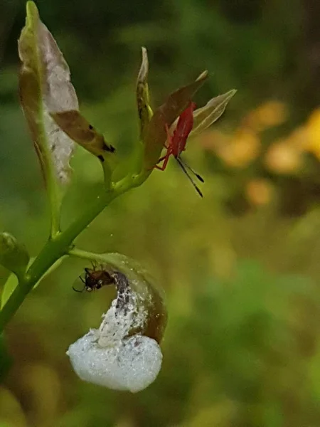 Black Insect Perched Green Leaf — 스톡 사진