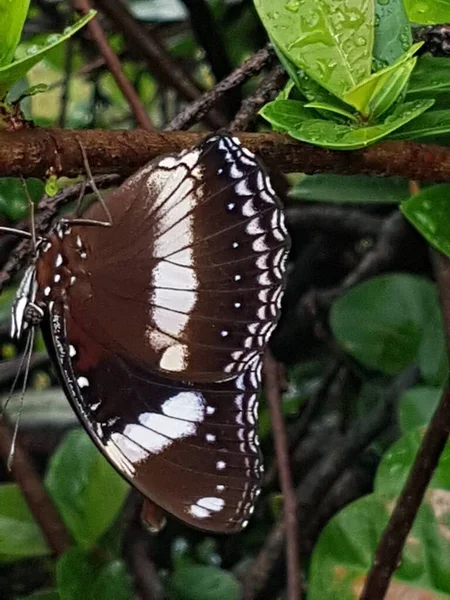 Black Brown Butterfly White Motif Perched Branch — Stock fotografie