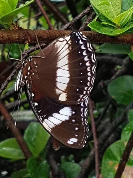 Black Brown Butterfly White Motif Perched Branch — Fotografia de Stock