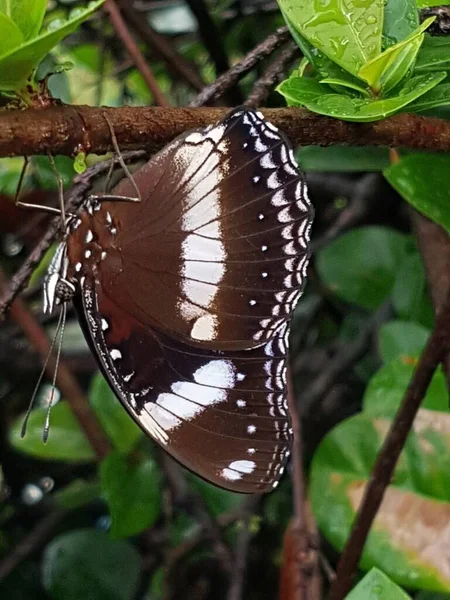 Black Brown Butterfly White Motif Perched Branch —  Fotos de Stock