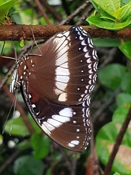 Black Brown Butterfly White Motif Perched Branch — Stock Photo, Image