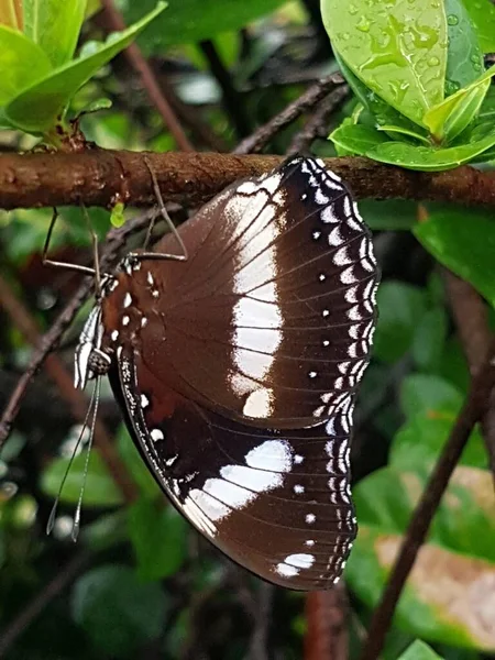 Black Brown Butterfly White Motif Perched Branch — Photo