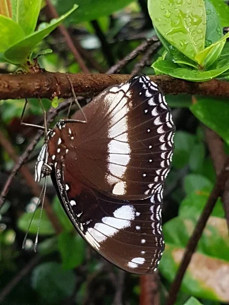 Black Brown Butterfly White Motif Perched Branch — Fotografia de Stock