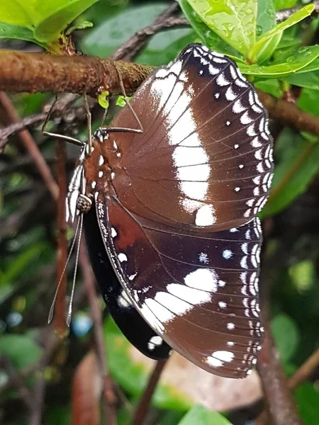 Black Brown Butterfly White Motif Perched Branch — Zdjęcie stockowe