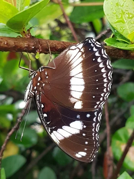 Black Brown Butterfly White Motif Perched Branch — Stockfoto