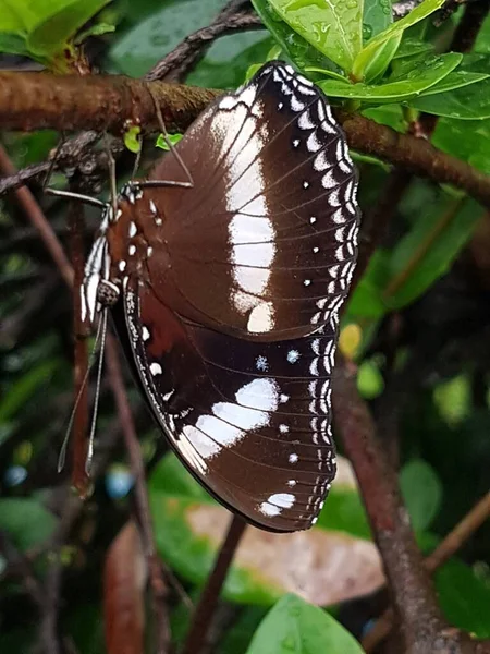 Black Brown Butterfly White Motif Perched Branch — Stock fotografie
