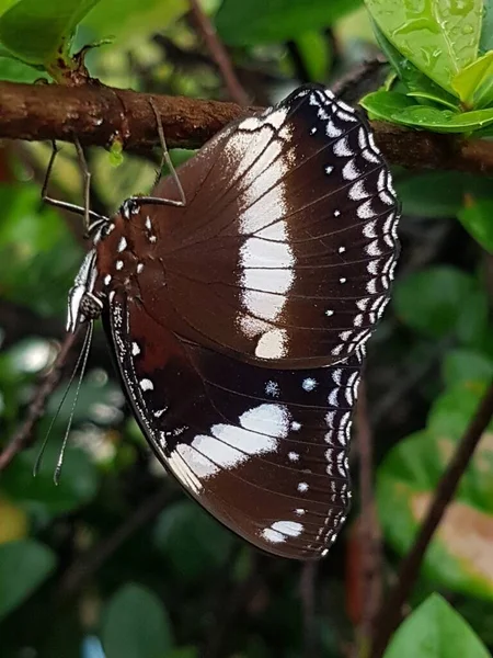 Black Brown Butterfly White Motif Perched Branch — стоковое фото