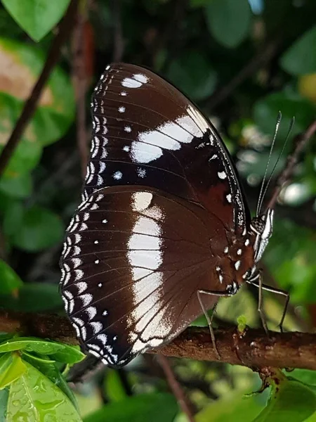 Black Brown Butterfly White Motif Perched Branch — Stock Fotó