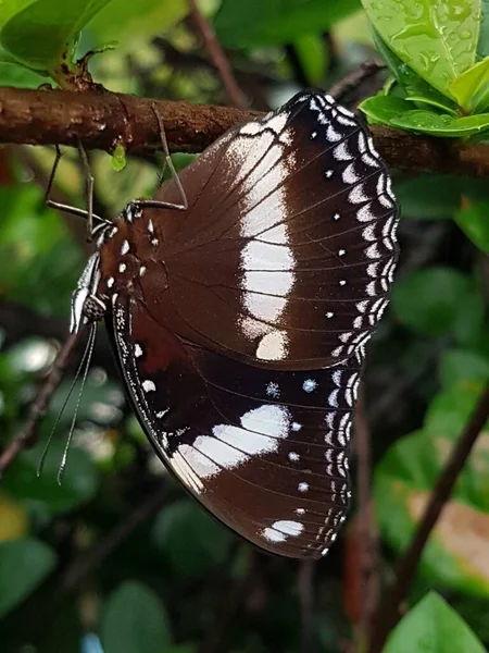 Black Brown Butterfly White Motif Perched Branch — 图库照片