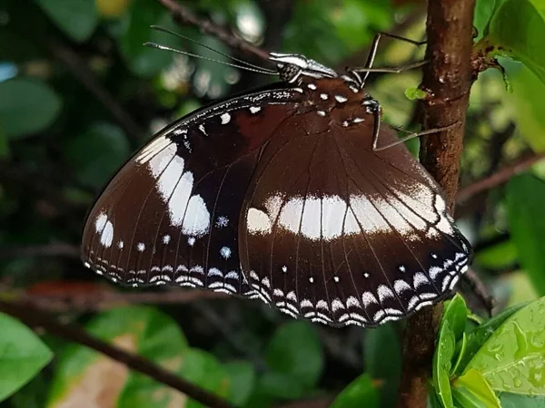 Black Brown Butterfly White Motif Perched Branch — стоковое фото