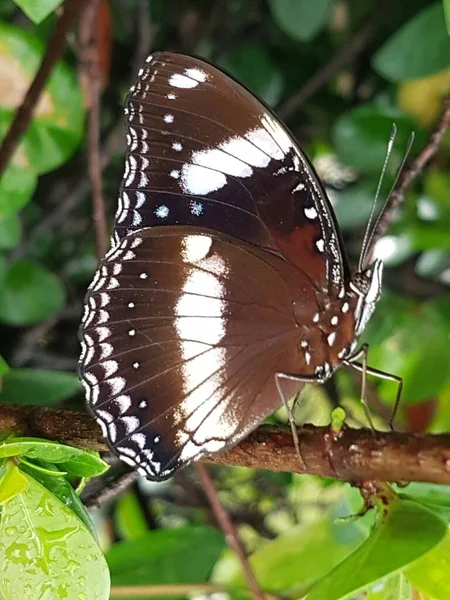 Black Brown Butterfly White Motif Perched Branch — стоковое фото