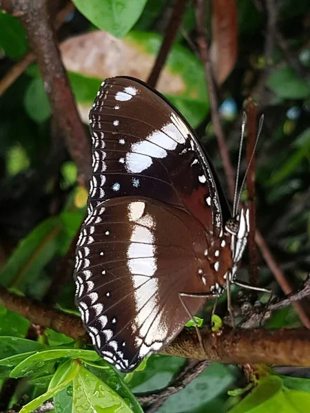Black Brown Butterfly White Motif Perched Branch — Stockfoto