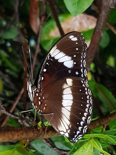 Black Brown Butterfly White Motif Perched Branch —  Fotos de Stock