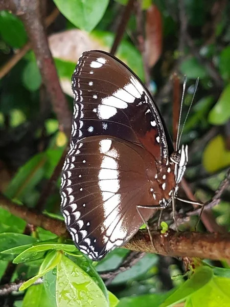Black Brown Butterfly White Motif Perched Branch — ストック写真
