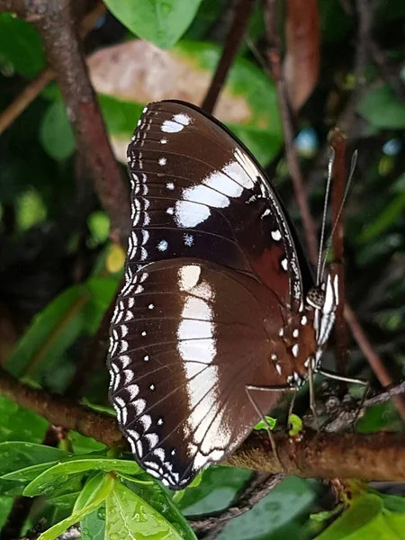 Black Brown Butterfly White Motif Perched Branch — стоковое фото