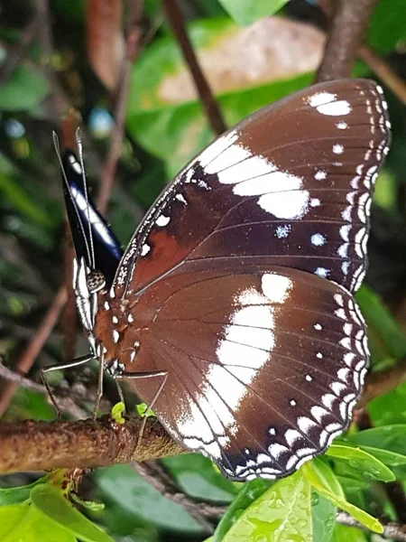 Black Brown Butterfly White Motif Perched Branch — Stock fotografie