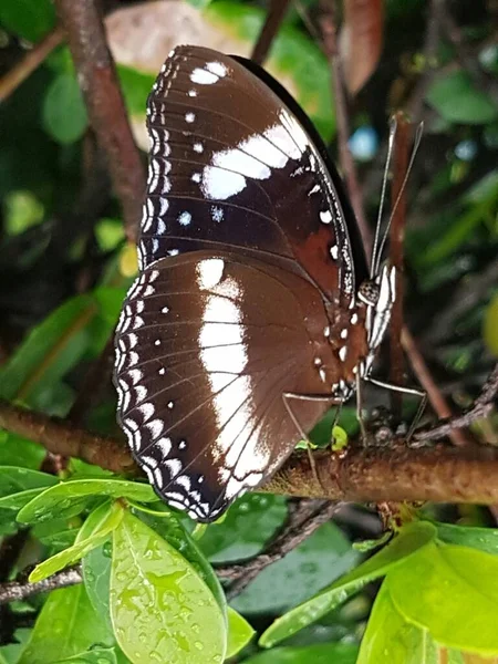 Black Brown Butterfly White Motif Perched Branch — Foto Stock