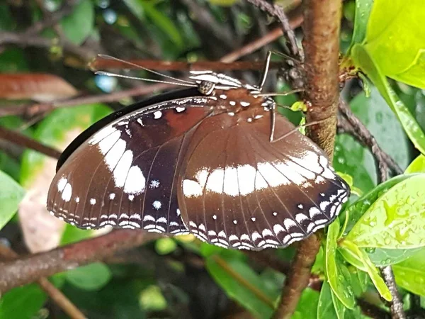 Black Brown Butterfly White Motif Perched Branch — ストック写真