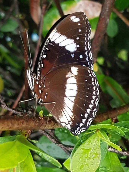 Black Brown Butterfly White Motif Perched Branch — Stock fotografie