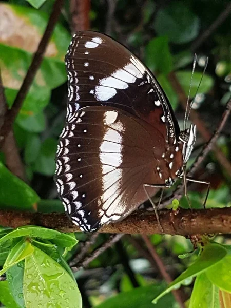 Black Brown Butterfly White Motif Perched Branch — Stock fotografie