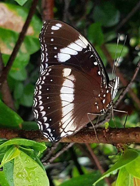 Black Brown Butterfly White Motif Perched Branch — ストック写真