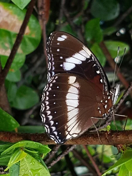 Black Brown Butterfly White Motif Perched Branch — Photo