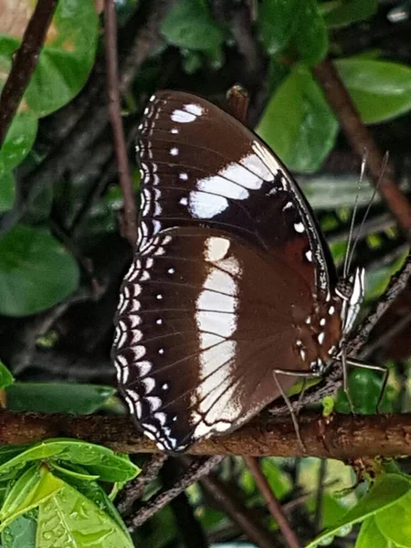 Black Brown Butterfly White Motif Perched Branch — Stok fotoğraf