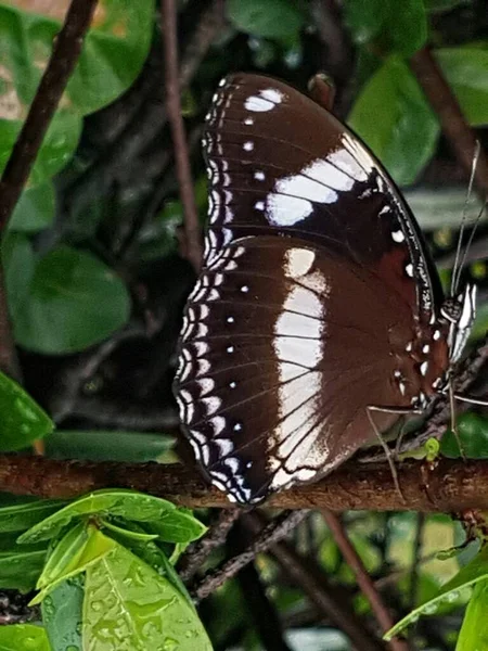 Black Brown Butterfly White Motif Perched Branch — ストック写真