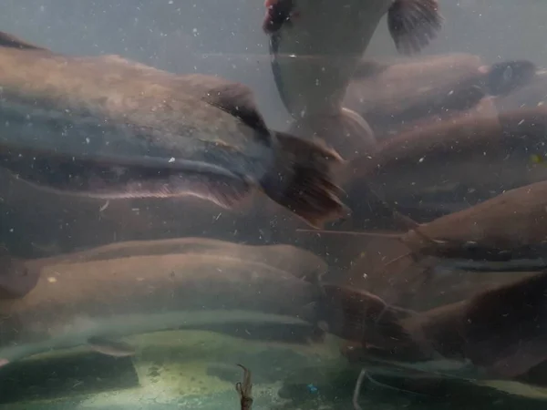 Catfish Bottom River Catfish Portrait Catfish Swimming River — Stockfoto