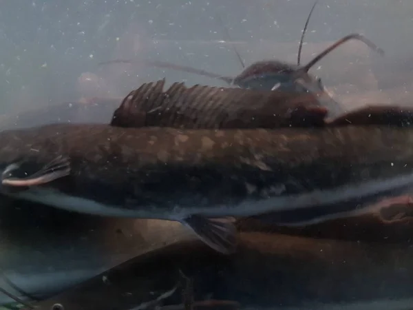 Catfish Bottom River Catfish Portrait Catfish Swimming River — Foto de Stock