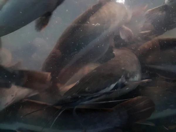 Риба Дні Річки Котячий Портрет Риба Плаває Річці — стокове фото