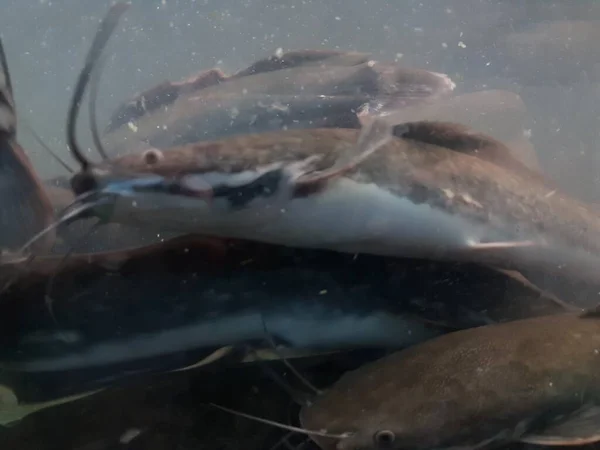 Catfish Bottom River Catfish Portrait Catfish Swimming River — 图库照片