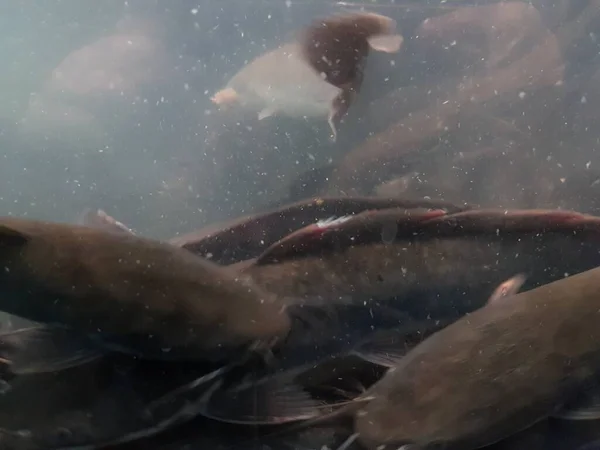 Catfish Bottom River Catfish Portrait Catfish Swimming River — Photo