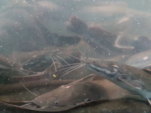 Catfish Bottom River Catfish Portrait Catfish Swimming River — Photo